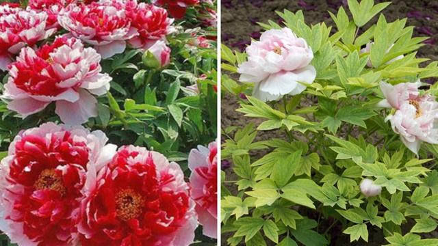 6 красивых декоративных кустарников, которые стоит посадить весной в саду смотреть онлайн