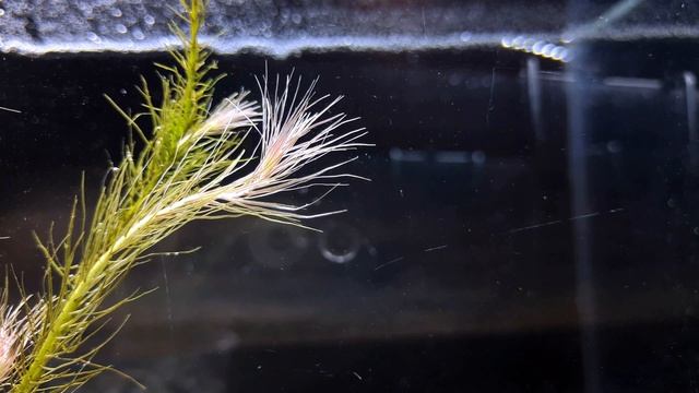 МАЯКА САНТАРЕМ РЕД. СЕКРЕТЫ СОДЕРЖАНИЯ. Mayaca sp. «Santarem Red» смотреть онлайн