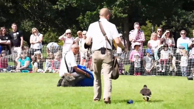 Striated Caracara from Xtreme Falconry смотреть онлайн