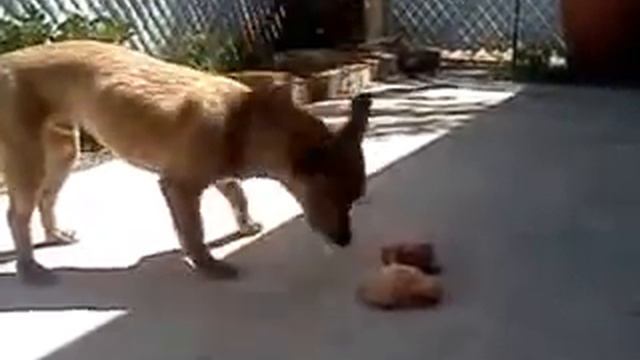 Puppy eating RAW chicken for the first time! смотреть онлайн