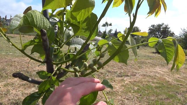 Високоврожайні сорти без хвороб і проблем Це потрібно знати коли купуєш смотреть онлайн