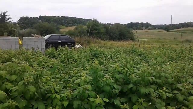 малина Полана начало созревания ягод смотреть онлайн