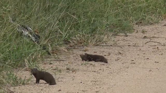 Мангуст притворяется мёртвым смотреть онлайн