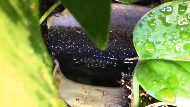 All about the plants!! 20 GALLON Paludarium смотреть онлайн