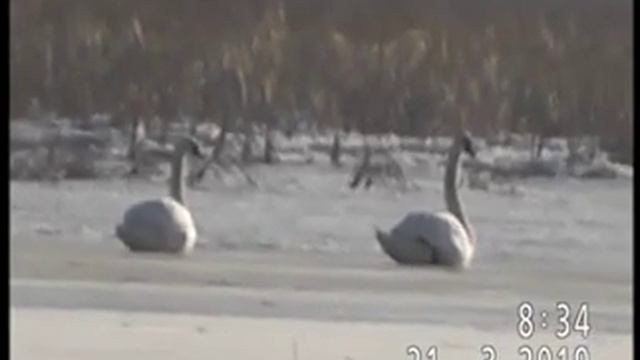 ЛЕБЕДИ(4 шипуна и 3 кликуна) В ПАВЛОДАРЕ смотреть онлайн