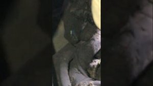 Mercedes sprinter НЕ ЕДЕТ ошибки P0652 и P2BAC! РЕШЕНО!