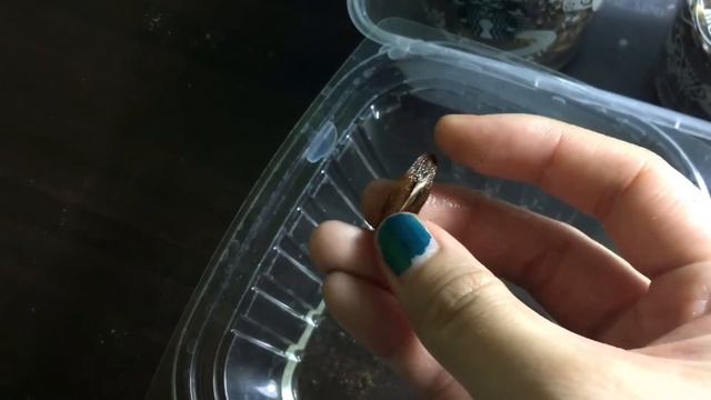 🌱 P l a n t D i a r i e s # 1 | Germinating Plumeria and Desert Rose Seeds смотреть онлайн