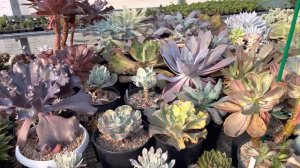 Мои самые большие и яркие Эчеверии (Echeveria) сезон 2021. Суккуленты уход, полив, грунт размножени