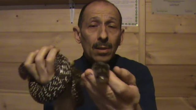 Ручная кобра - что это такое. Trained Cobra.