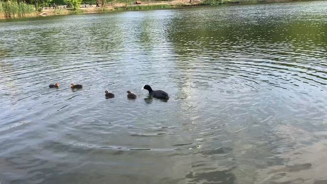 Новое поколение уточек в центре Краснодара смотреть онлайн