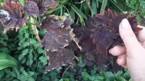 Разнообразие колеусов