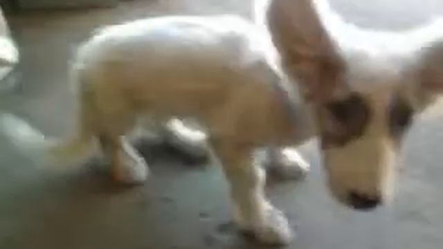 прикольная ушастая собачка))))) смотреть онлайн