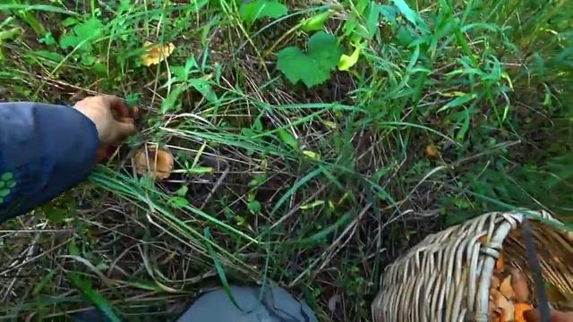 НАШЕСТВИЕ РЫЖИКОВ! ЭТО МЕЧТА! Рыжики с чистотой 95% - ТАКОЕ БЫВАЕТ! БЕЛЫЕ ГРУЗДИ БОНУСОМ! ГРИБЫ 202 смотреть онлайн