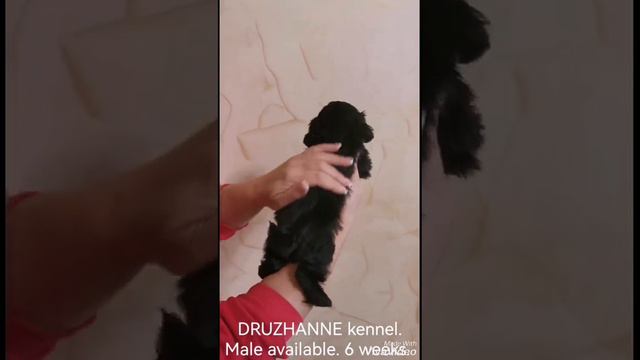 мальчик ши тцу окрас сплошной черный смотреть онлайн