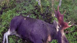 Охота на лося во время гона. Трофейный бык с пробитым рогом.