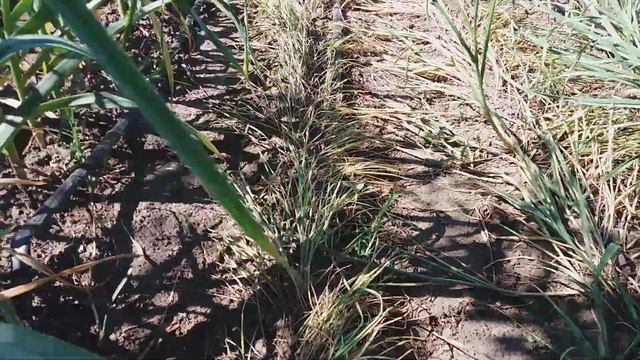 2019.06.03. Обзор сортов на экспериментальном участке. Готовимся к выкопке чеснока. смотреть онлайн