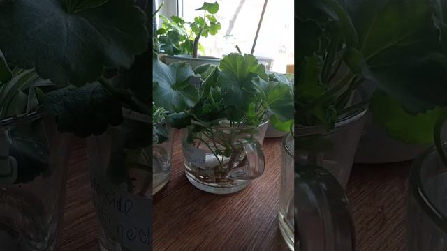 Укореняю черенки пеларгоний в ноябре. Эксперимент с природными ауксинами смотреть онлайн