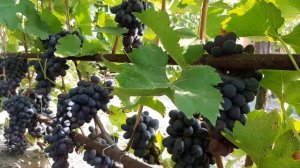 Виноград ЛОРАНО лучший крупноплодный синий виноград автор Бурдак А.В.