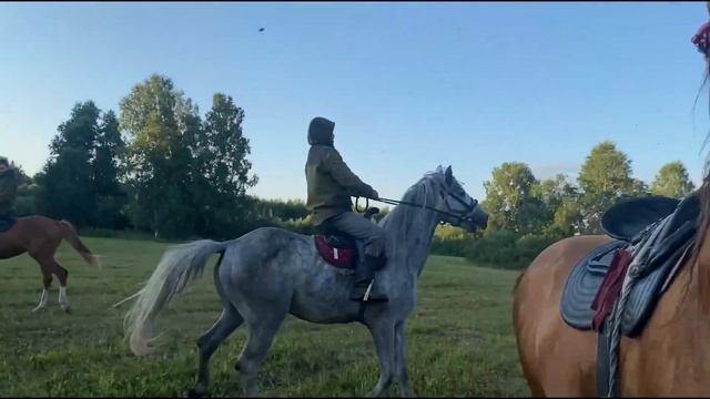 Орловский рысак (лорд) новосибирский конезавод смотреть онлайн