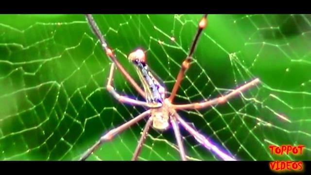 macro videos using a sony dcr sx 43 handycam смотреть онлайн