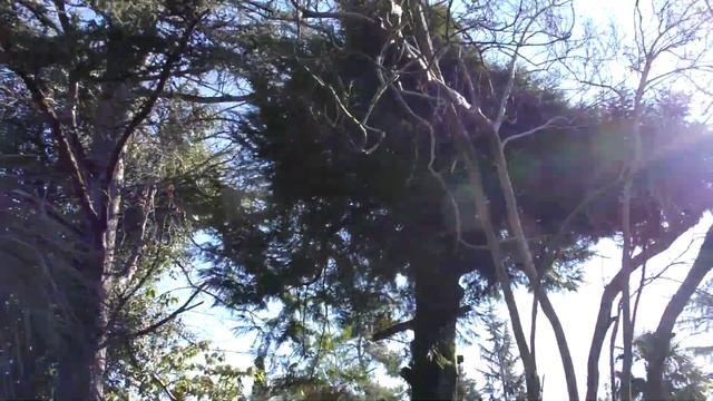 Абхазия зимой. Любовались природой Абхазии, городами Гагра, Новый Афон и Сухум. смотреть онлайн