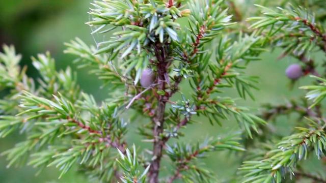 ДОСТОИНСТВА И НЕДОСТАТКИ МОЖЖЕВЕЛЬНИКА ХИБЕРНИКА смотреть онлайн