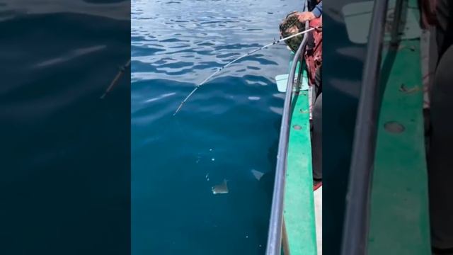 Уссурийск ул арсеньева 1,2этаж 89245246006 #снасти #рыбалкаприморье #морскаярыбалка #уссурийск