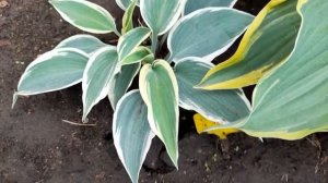 #хоста / Хоста гибридная Блю Айвори ( лат. hosta hybridum Blue Ivory)