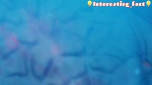 Блуп против Эль Гран Майя. Это Нужно Видеть❗❗😱😱😱