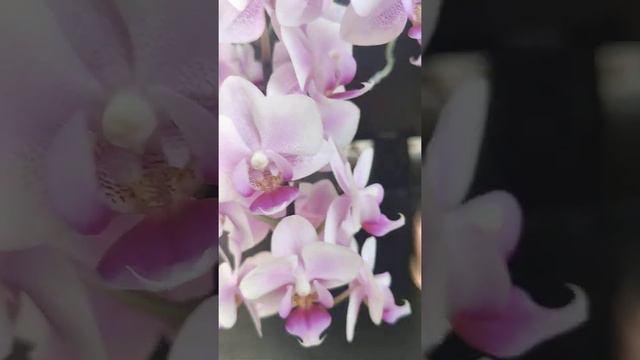 Орхидея фаленопсис мультифлора. Сорт Pink dream смотреть онлайн