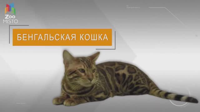 Бенгальская Кошка Все о породе смотреть онлайн