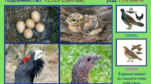 Глухарь. Капалуха. Голоса птиц