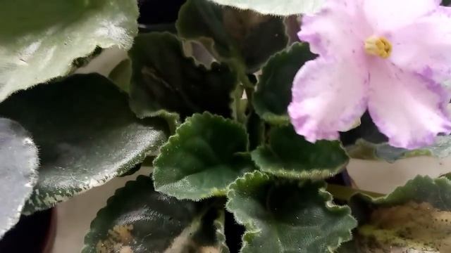 ЧЕГО ФИАЛКА БОИТСЯ ! НЕ ДЕЛАЙТЕ ЭТО! ПОСЛЕДСТВИЯ !!! смотреть онлайн