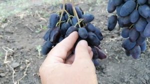ГФ Находка Калугина