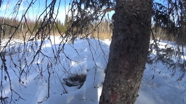 Охота на волка. Спасаем наших кабанов. смотреть онлайн