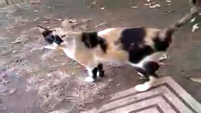 0923100901.3g2.AVI my cats @Nesher смотреть онлайн