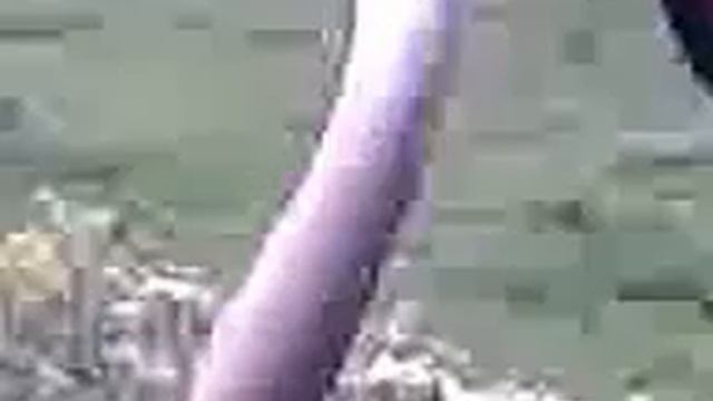 Терек змея смотреть онлайн