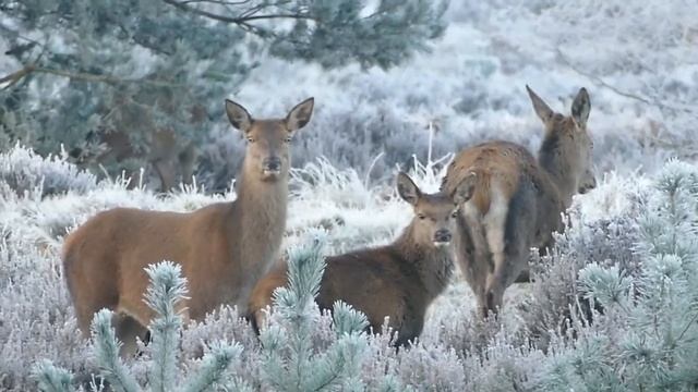 Зимние пейзажи для хорошего настроения. Winter landscapes for a good mood. смотреть онлайн
