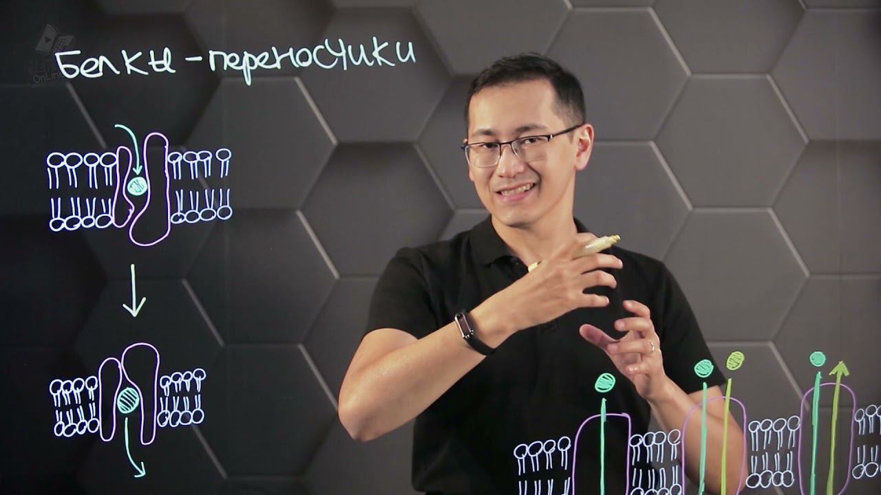 Облегченная диффузия. 10 класс. смотреть онлайн