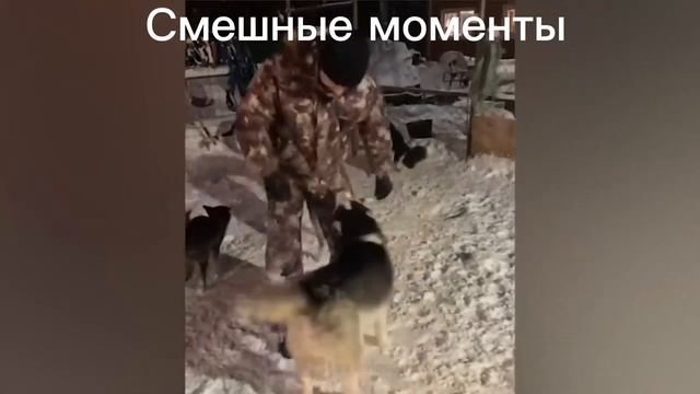Смешные моменты С нашими домашними животными смотреть онлайн