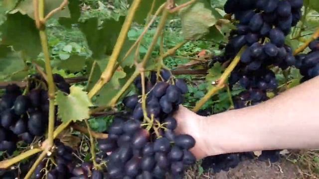 Виноград КОДРЯНКА в ПОДМОСКОВЬЕ. Саженцы и Черенки Винограда. Сентябрь 2020 смотреть онлайн