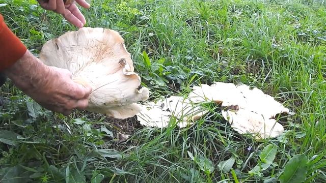 Fungo gigante raro!!! Leucopaxillus giganteus. смотреть онлайн