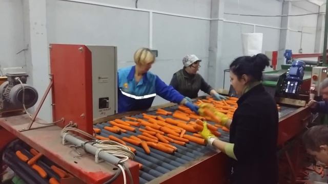 Линия по приемке, мойке, полировке, сушке, автоматической фасовке овощей, моркови, картофеля смотреть онлайн