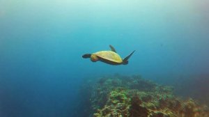 3D Ocean Life