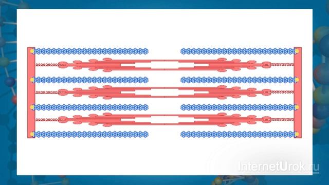 Работа мышц. Видеоурок по биологии 8 класс смотреть онлайн