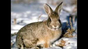 Дед Мазай и зайцы смешная и трагичная песня юмор.mp4