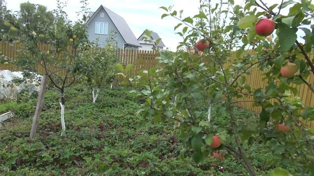 «Красивая Земля». Собираем свой урожай фруктов и овощей в коттеджном поселке «Соколиная Гора»