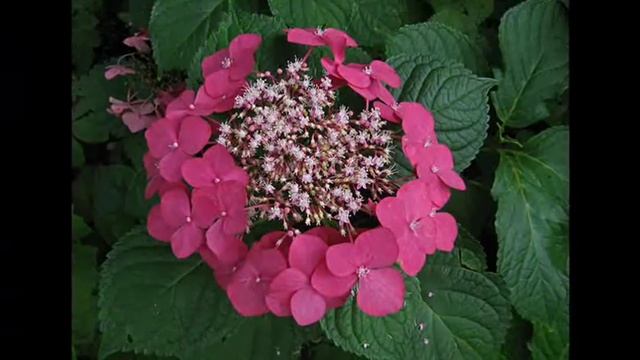 Гортензия в дизайне сада смотреть онлайн