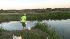 Цветет вода в пруде? Смотри проверенный способ! Гашеная известь как профилактика  для дачного пруда