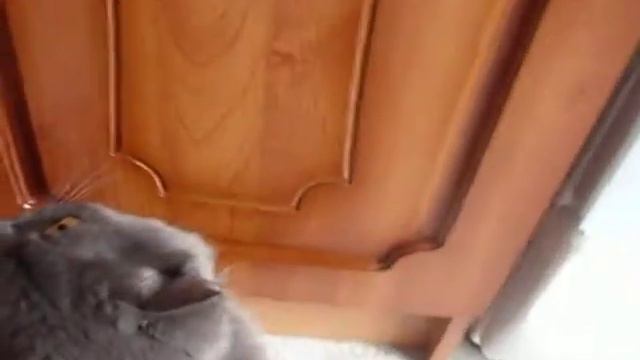 Кошка Дымка просит кушать)) смотреть онлайн